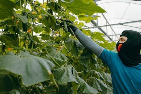 Worker tending greenhouse plants